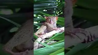 🐒Где искать долгопятов? На островах Филиппинах (о.Бохол), Индонезии и о.Калимантан (Малайзия)