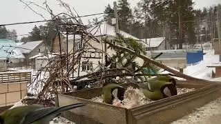 HD видео. Синицы позируют на кормушке.