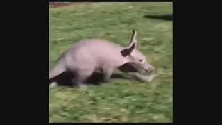 Hibridación conejo + cerdo