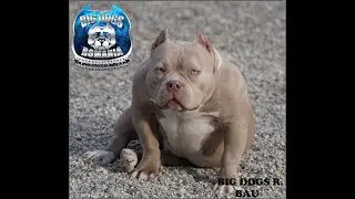BEST FEMALE BAU/DAUGHTER MR.CUB/BLOODLINE BIGDOGS ROMANIA KENNEL.ABKC