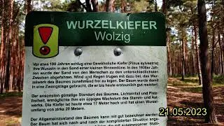 Wolzig Wurzelkiefer