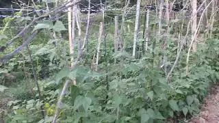 Domatesleri bağladık