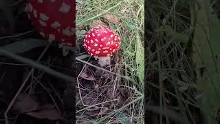 Мухомор 🍄красавчик 🍄