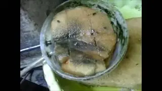 Cara membuat pompa air dari pompa udara aquarium