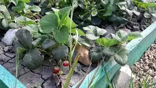 Раевская. Вот какое чудо!