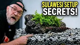 Setting Up the Perfect Cardinal Sulawesi Shrimp Tank