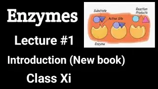 Enzymes Introduction (New Book) Class XI
