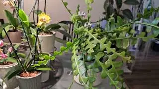 Дебют цветения кактуса Зигзаг. Новый Дендробиум. 😊💛🩷💛🩷💛