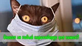 Опасен ли новый коронавирус для кошек? Is new coronavirus dangerous for cats?