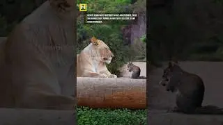 Lion 🦁 and squirrel 🐿️ friends 