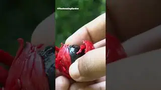 Removing mace covering nutmeg seed #agriculture #spices #spice