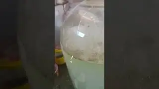 Питание растений, триходерма.
