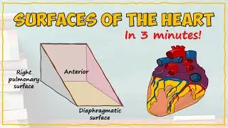 Surfaces of the Heart