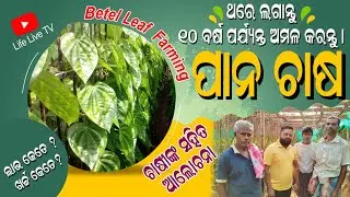 Betel Leaf Farming (ପାନ ଚାଷ) | Pana Chasa | Pana Chasa Kemiti Kariba | #Efarmingodisha #Lifelivetv