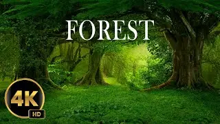 Discovering the Serenity of the Forest Peaceful Relaxing Music • 4k Video UltraHD