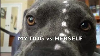 MY DOG vs HERSELF! Playing with toys #staffymoments
