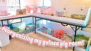 REORGANIZING MY GUINEA PIG ROOM... AGAIN!