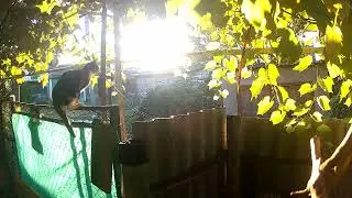 Паркан
