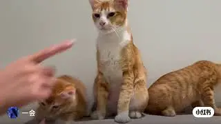 Short short short video ——Orange Cat Family Group Photo shooting 