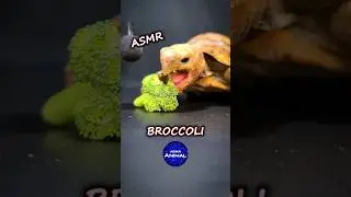 ASMR Eating Broccoli Mukbang 🥦 Turtle Tortoise