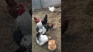 Morning rooster