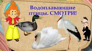 ВОДОПЛАВАЮЩИЕ ПТИЦЫ водоемов ☛ СМОТРИ И СЛУШАЙ познавательное видео про птиц!