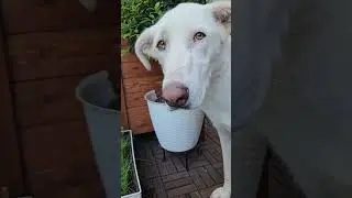 Травка для Кошмарика