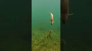 A pike and a dead roach staring contest. #shorts #fishing #new
