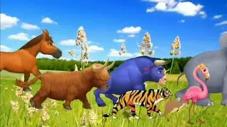 garen screen cwo animals video