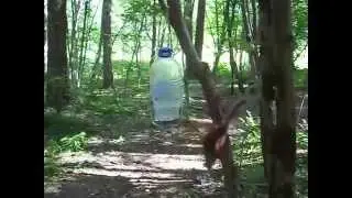 В лесу