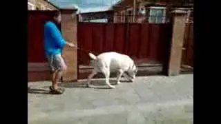 Топаз хозяин Тамаз
