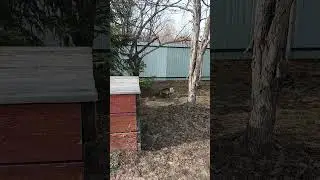 Весеннее обострение