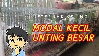 TERNAK KELINCI, MODAL KECIL UNTUNG BESAR || PERMINGGU PANEN TERUA