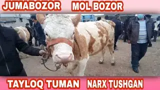TAYLOQ TUMAN JUMABOZOR MOL BOZOR NARXLARI 🐄🐄🐄🐄🐂🐂🐂👍👍👍