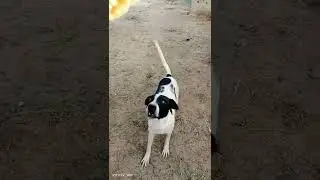 dog funny video 