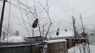 ловля певчих птиц снегири