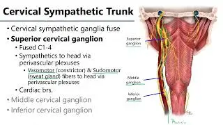 Cervical Sympathetic Trunks LO3 - M1 Anatomy Learning Objectives