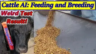 Cattle AI: Breeding Flare and getting Weird test result
