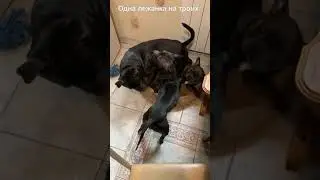 Стаффи & Бульдог & Питбуль. Одна шконка на троих.