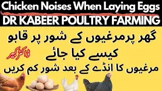 Backyard Chicken Noises When Laying Eggs | Backyard Poultry Farming in Pakistan | Dr Kabeer