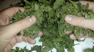 Лист грецкого ореха, купить.
