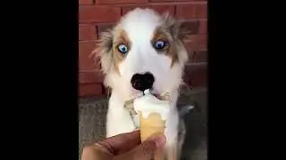 Люблю есть МорожеНое🐶🍦👀🤣🔥I love eating ice cream🐶🍦👀🤣🔥