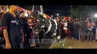 Tari macan caplok seni jaranan SINGO BARONG live BULUSAN