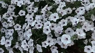 GIANT groundcover petunia.