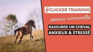 RASSURER UN CHEVAL STRESSÉ - Clicker Training