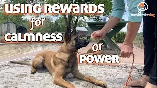 Advanced Reward Based Dog training Techniques w/ Forrest Micke
