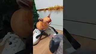 Лиса потеряла обувь 