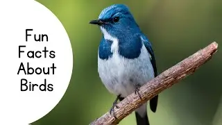 Fun Facts About Birds |Study Science