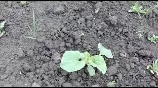 Сею морковь, а паук наблюдает, южно-уральский тарантул / Жизнь в селе.