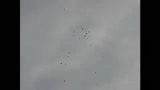 Николаевские голуби Сергея Родионова (Зачёт сдан?...). Волгоград. Часть 66